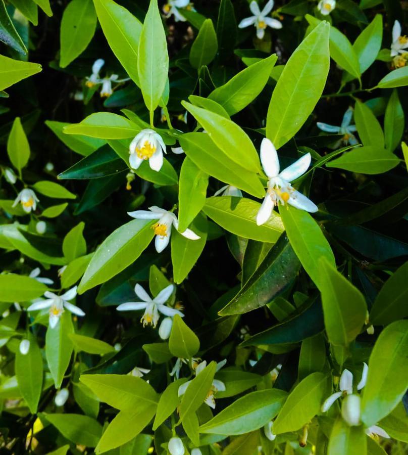 Il Giardino Del Sole Vila Agnone Bagni Exterior foto