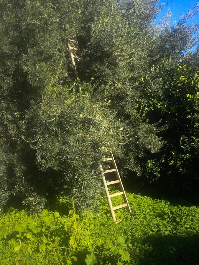 Il Giardino Del Sole Vila Agnone Bagni Exterior foto