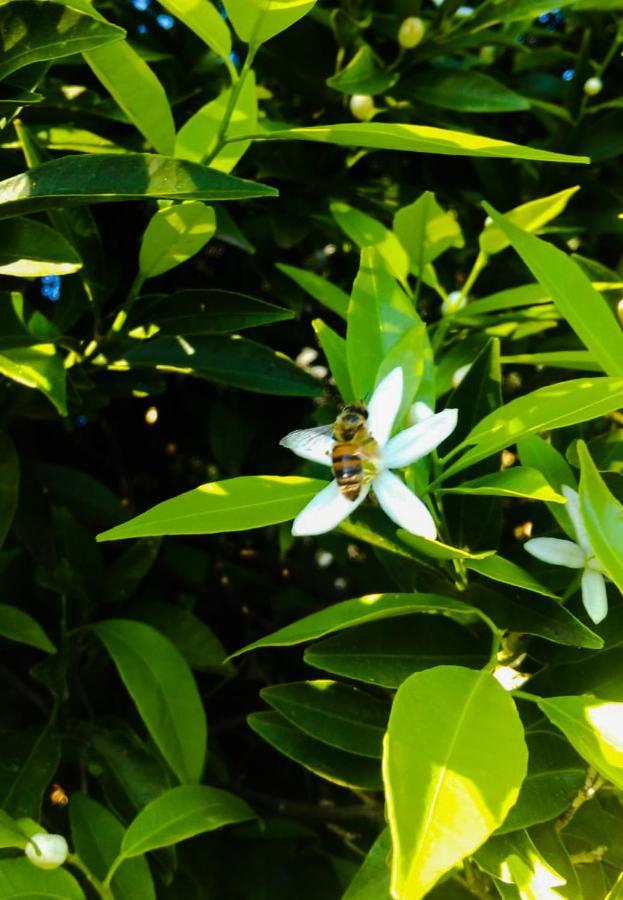 Il Giardino Del Sole Vila Agnone Bagni Exterior foto