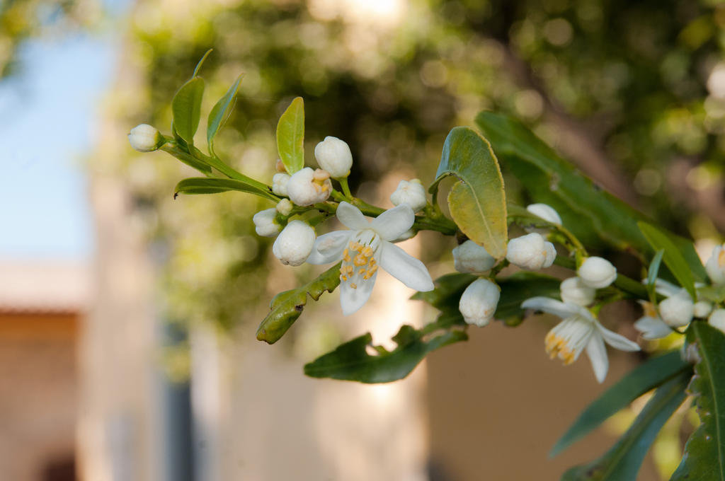 Il Giardino Del Sole Vila Agnone Bagni Exterior foto
